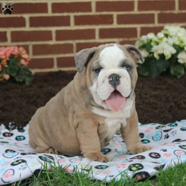 Omar, English Bulldog Puppy