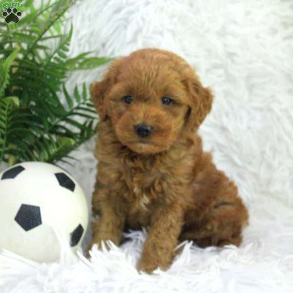 Omar, Mini Goldendoodle Puppy
