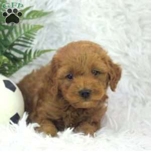 Omar, Mini Goldendoodle Puppy