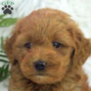 Omar, Mini Goldendoodle Puppy
