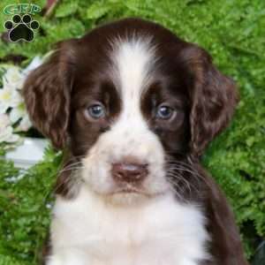 Onyx, English Springer Spaniel Puppy