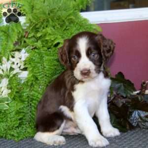 Onyx, English Springer Spaniel Puppy