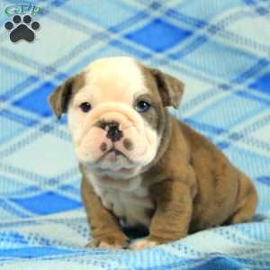 Opal, English Bulldog Puppy