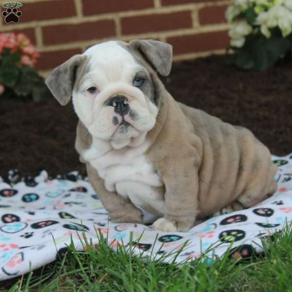 Opal, English Bulldog Puppy