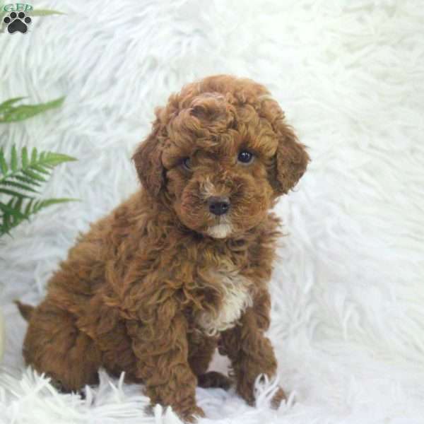 Opal, Mini Goldendoodle Puppy