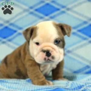 Opal, English Bulldog Puppy