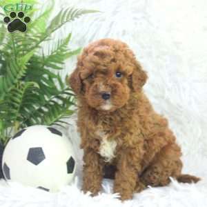 Opal, Mini Goldendoodle Puppy