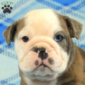 Opal, English Bulldog Puppy