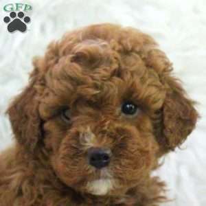 Opal, Mini Goldendoodle Puppy