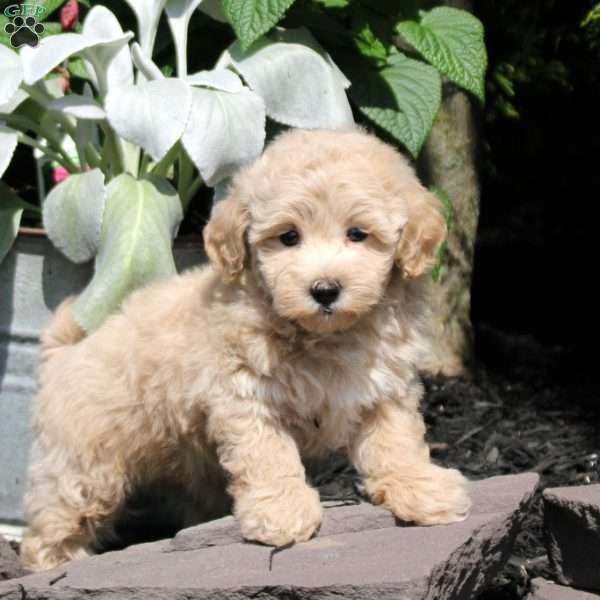 Opal, Bich-Poo Puppy