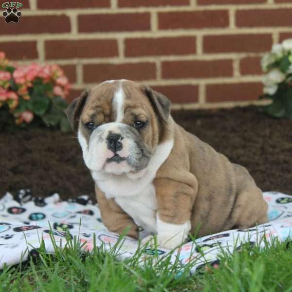 Ophelia, English Bulldog Puppy