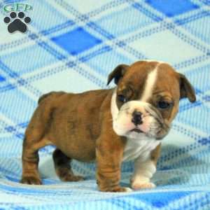 Ophelia, English Bulldog Puppy