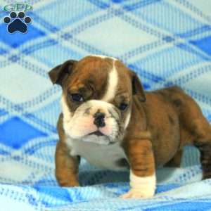 Ophelia, English Bulldog Puppy