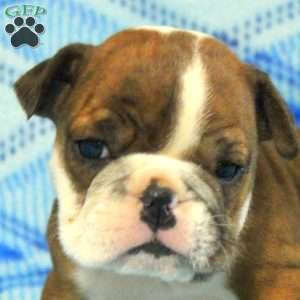 Ophelia, English Bulldog Puppy