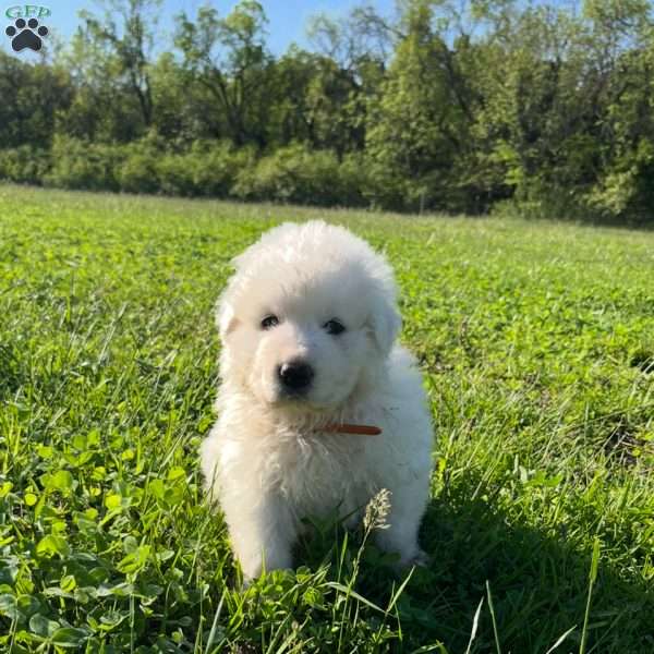 Chosen, Maremma Sheepdog Puppy