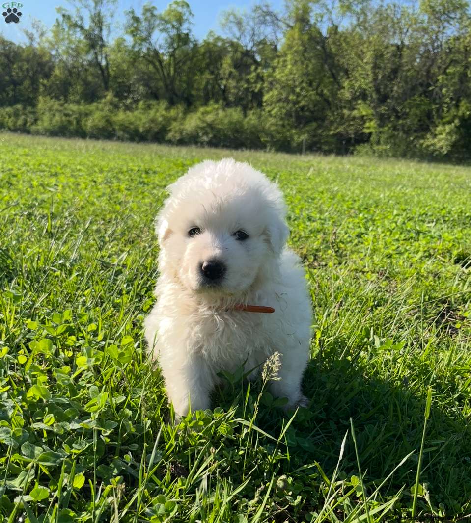 Chosen Maremma Sheepdog Puppy For Sale In Missouri