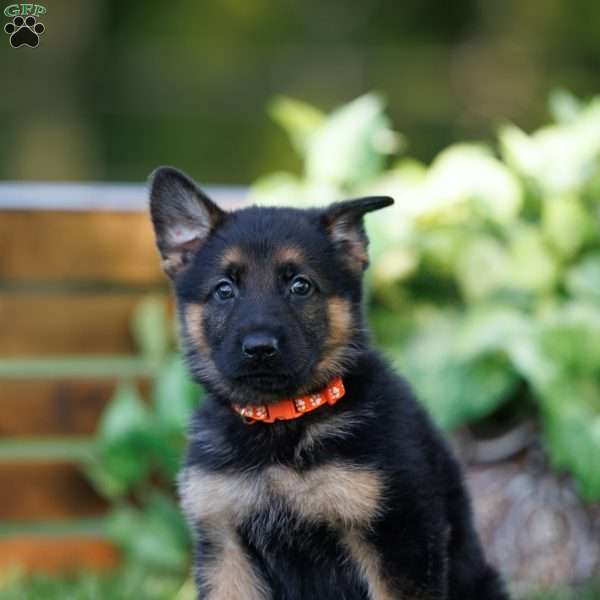 Chip, German Shepherd Puppy
