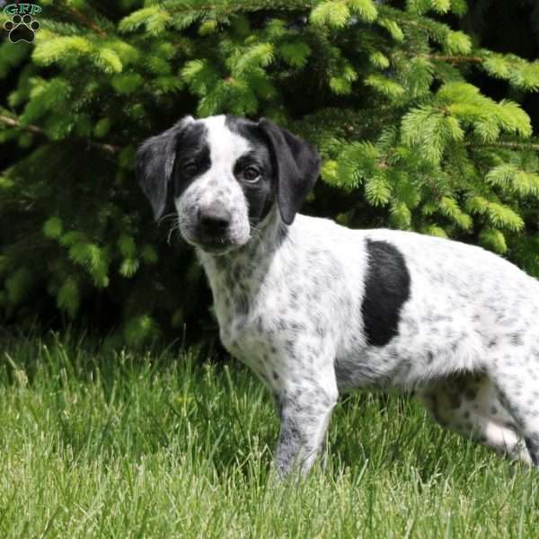 Oreo, German Shorthaired Pointer Mix Puppy