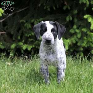 Oreo, German Shorthaired Pointer Mix Puppy