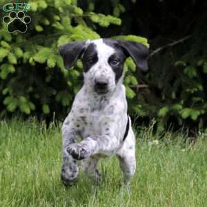 Oreo, German Shorthaired Pointer Mix Puppy