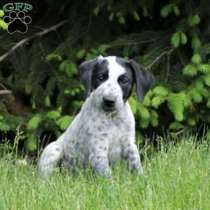 Oreo, German Shorthaired Pointer Mix Puppy