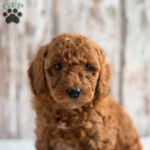 Oriole, Mini Goldendoodle Puppy
