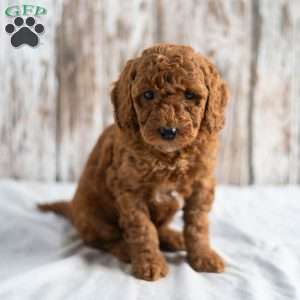 Oriole, Mini Goldendoodle Puppy