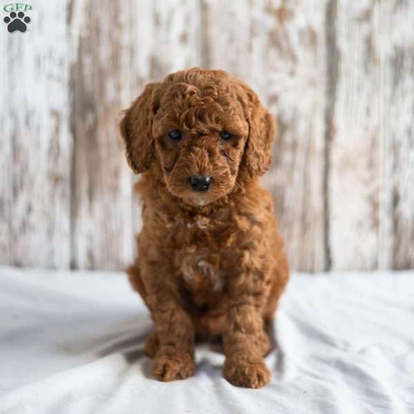 Oriole, Mini Goldendoodle Puppy