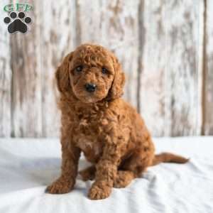 Oriole, Mini Goldendoodle Puppy