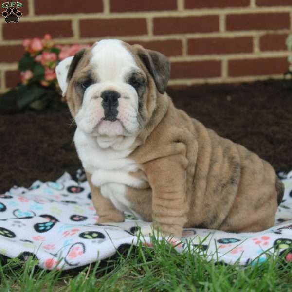 Orion, English Bulldog Puppy