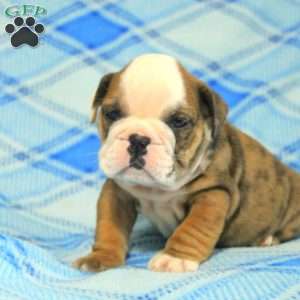 Orion, English Bulldog Puppy