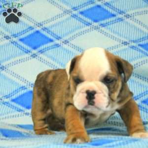 Orion, English Bulldog Puppy