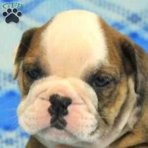 Orion, English Bulldog Puppy