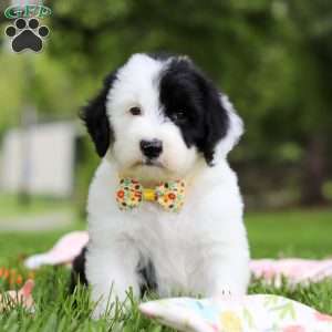 Oscar, Sheepadoodle Puppy