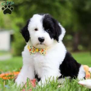 Oscar, Sheepadoodle Puppy