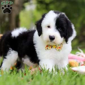 Oscar, Sheepadoodle Puppy