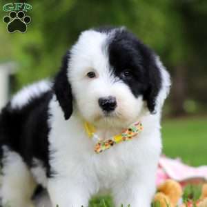 Oscar, Sheepadoodle Puppy