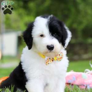 Oscar, Sheepadoodle Puppy