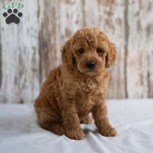 Oscar, Mini Goldendoodle Puppy