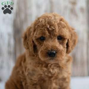 Oscar, Mini Goldendoodle Puppy