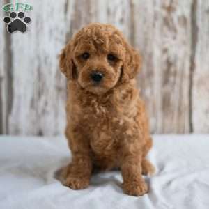 Oscar, Mini Goldendoodle Puppy