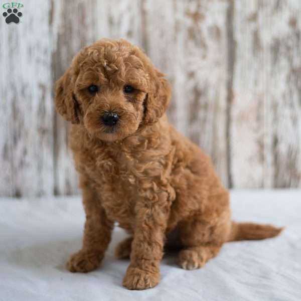 Oscar, Mini Goldendoodle Puppy