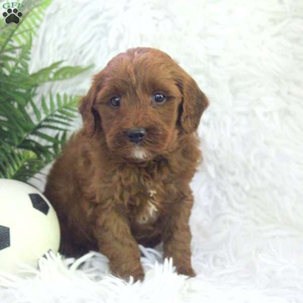 Oscar, Mini Goldendoodle Puppy