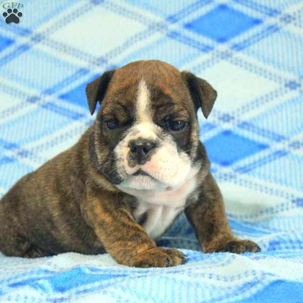 Oscar, English Bulldog Puppy
