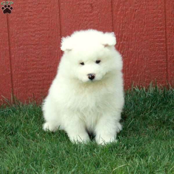Oscar, Samoyed Puppy
