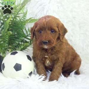 Oscar, Mini Goldendoodle Puppy