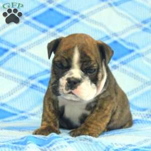 Oscar, English Bulldog Puppy