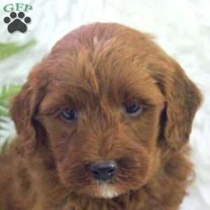 Oscar, Mini Goldendoodle Puppy