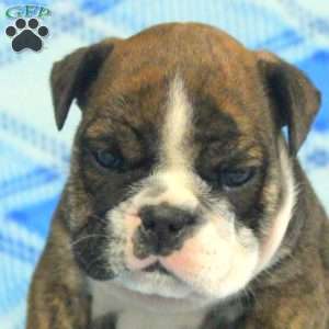 Oscar, English Bulldog Puppy