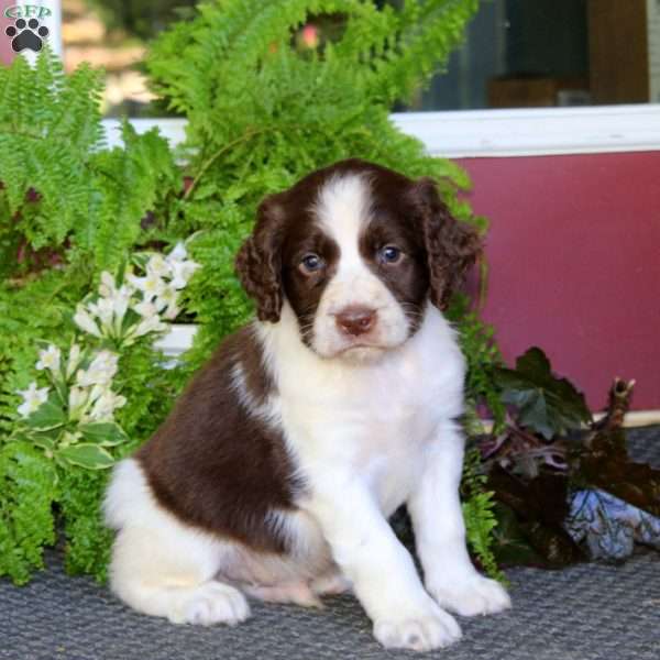Oscar, English Springer Spaniel Puppy